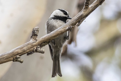 Mountain Chickadee