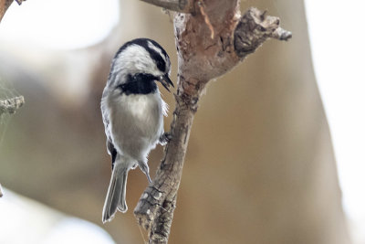 Mountain Chickadee