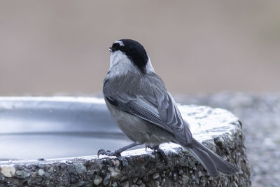 Mountain Chickadee