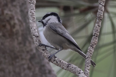 Mountain Chickadee