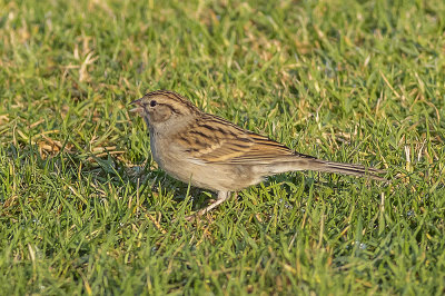 Brewer's Sparrow