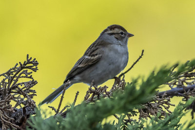 Brewer's Sparrow