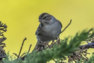 Brewer's Sparrow