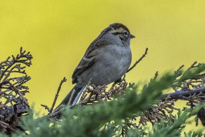 Brewer's Sparrow