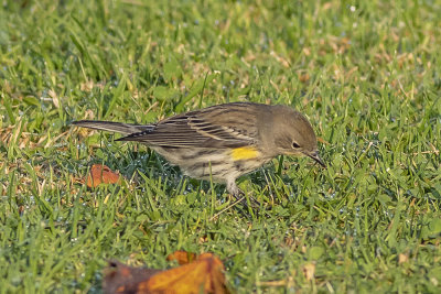 Yellow-rumped Warblers