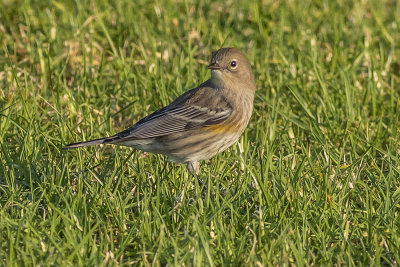 Yellow-rumped Warblers ( Myrtle race)