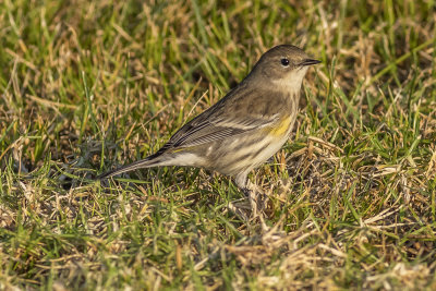 Yellow-rumped Warblers (Myrtle race)