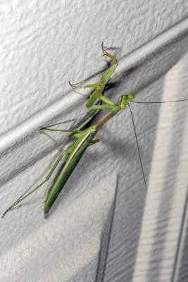 California Mantid  (Stagmomantis californica)