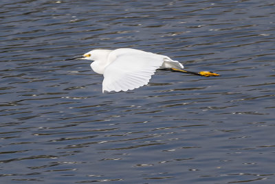 Snowy Egret