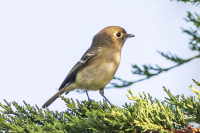 Hutton's Vireo