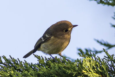 Hutton's Vireo