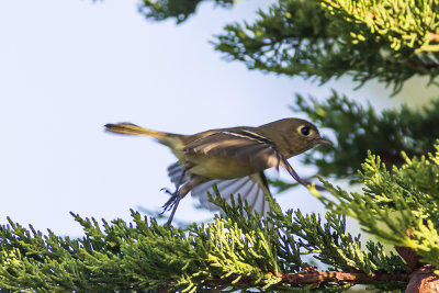 Hutton's Vireo