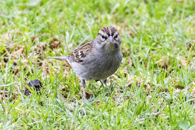 Chipping Sparrow