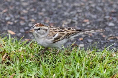 Chipping Sparrow