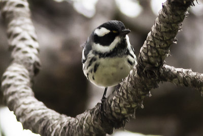 Mountain Chickadee