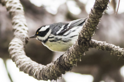 Mountain Chickadee