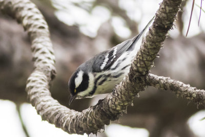 Mountain Chickadee