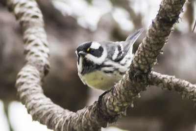 Mountain Chickadee