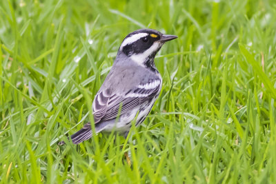 Mountain Chickadee