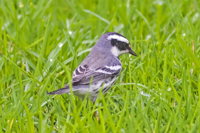 Mountain Chickadee