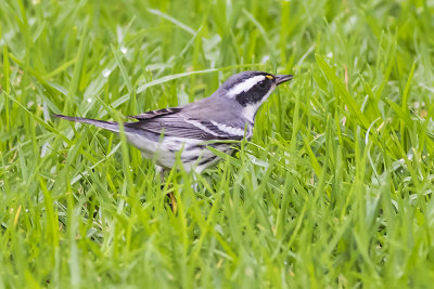 Mountain Chickadee