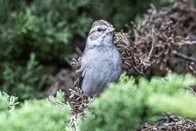 Brewer's Sparrow