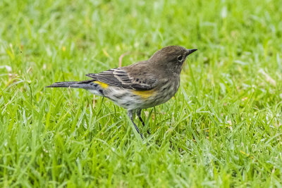 Yellow-rumped Warbler