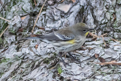 Yellow-rumped Warbler