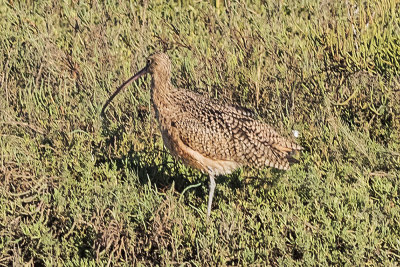 Long Billed Curlew