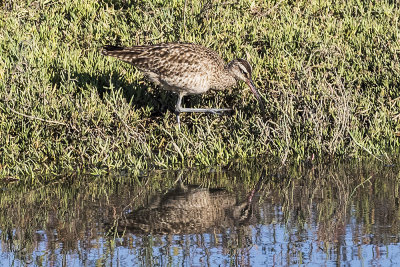 Long Billed Curlew