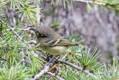 Ruby-crowned Kinglet