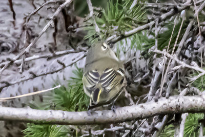 Ruby-crowned Kinglet