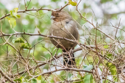calif-towhee-01.jpg