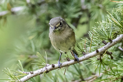Hutton's Vireo