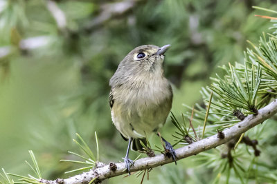 Hutton's Vireo