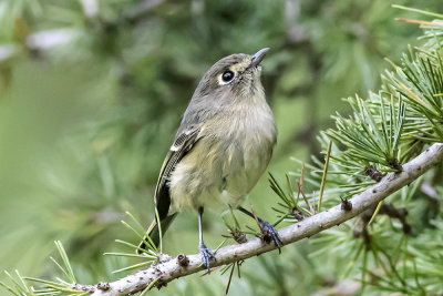 Hutton's Vireo
