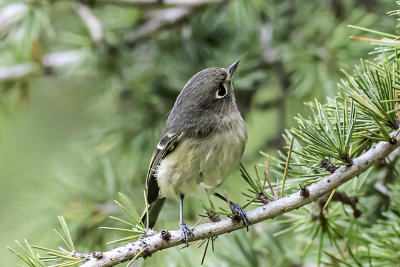Hutton's Vireo