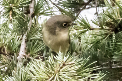 Hutton's Vireo