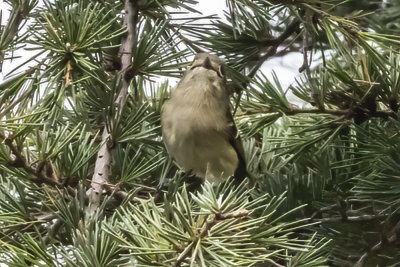 Hutton's Vireo