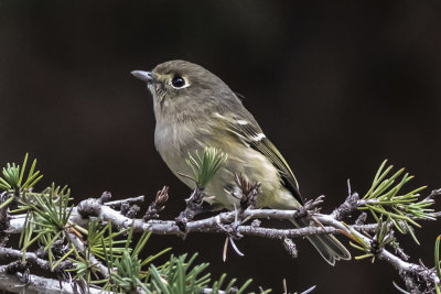 Hutton's Vireo
