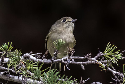 Hutton's Vireo