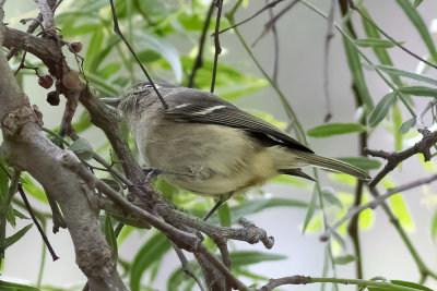Hutton's Vireo