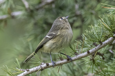 Hutton's Vireo