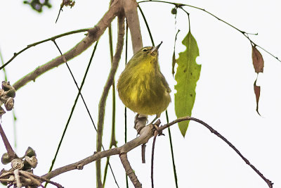 Orange-crowned Warbler