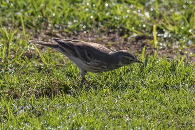 American Pipit