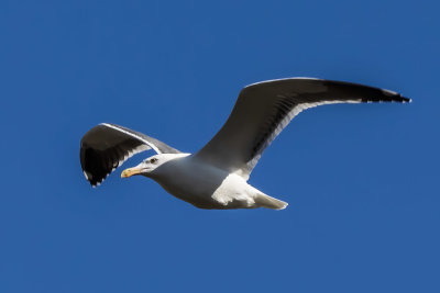California Gull