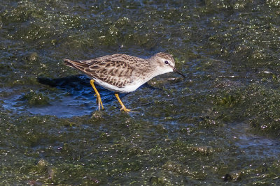 Least Sandpiper