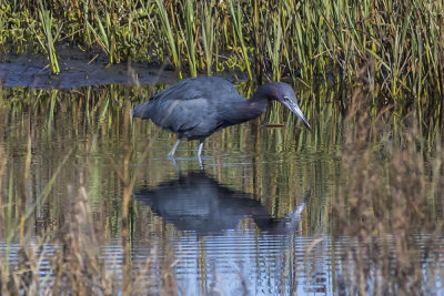 Reddish Egret