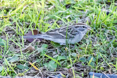 Chipping Sparrow