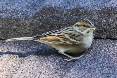 Chipping Sparrow